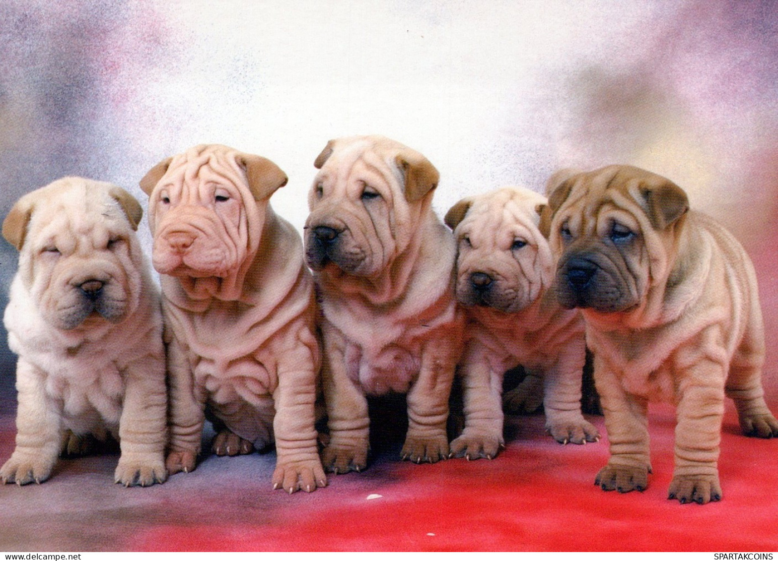 DOG Animals Vintage Postcard CPSM #PAN452.A - Hunde