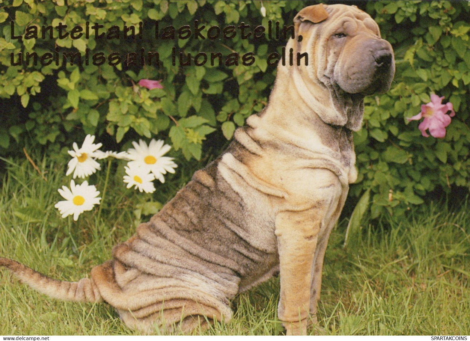 PERRO Animales Vintage Tarjeta Postal CPSM #PAN453.A - Hunde