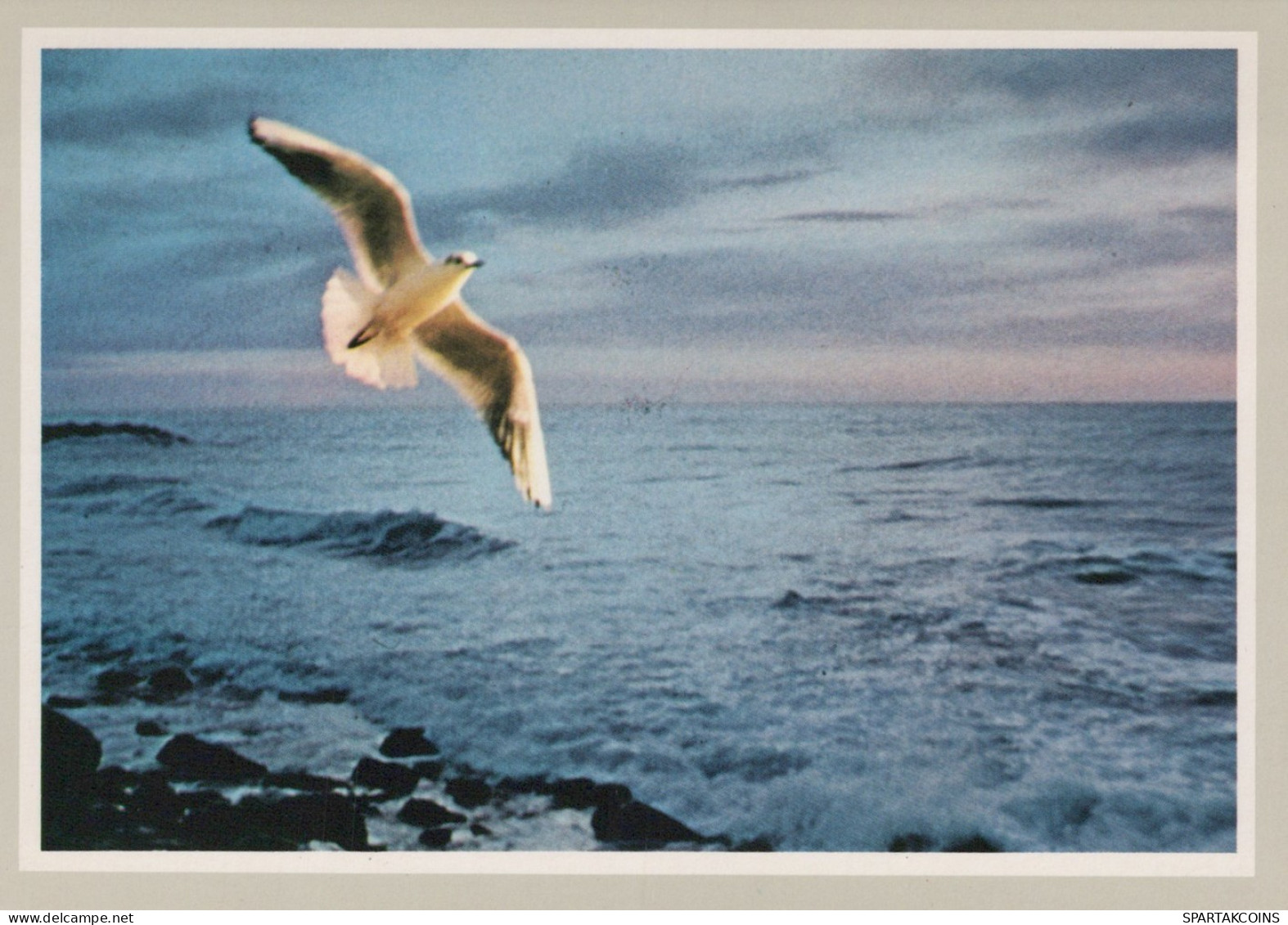 PÁJARO Animales Vintage Tarjeta Postal CPSM #PAM717.A - Oiseaux