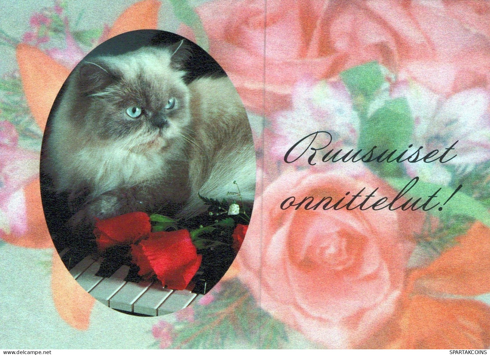 GATTO KITTY Animale Vintage Cartolina CPSM #PAM373.A - Chats