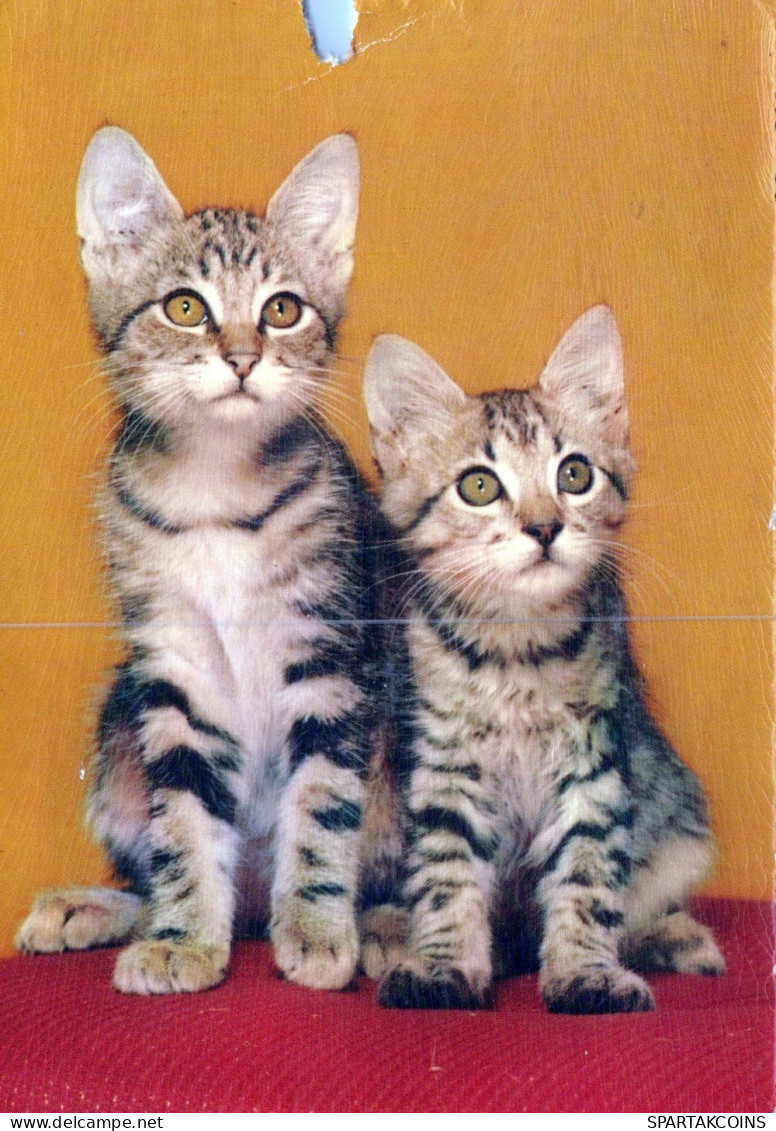KATZE MIEZEKATZE Tier Vintage Ansichtskarte Postkarte CPSM #PAM310.A - Katten