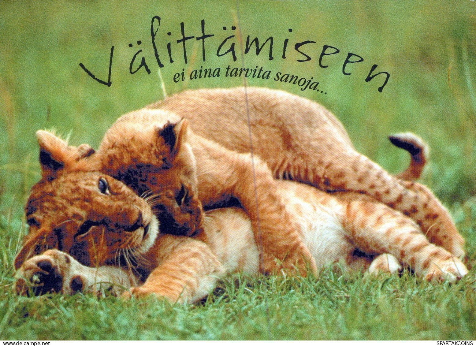 LION BIG CAT Animals Vintage Postcard CPSM #PAM006.A - Leoni