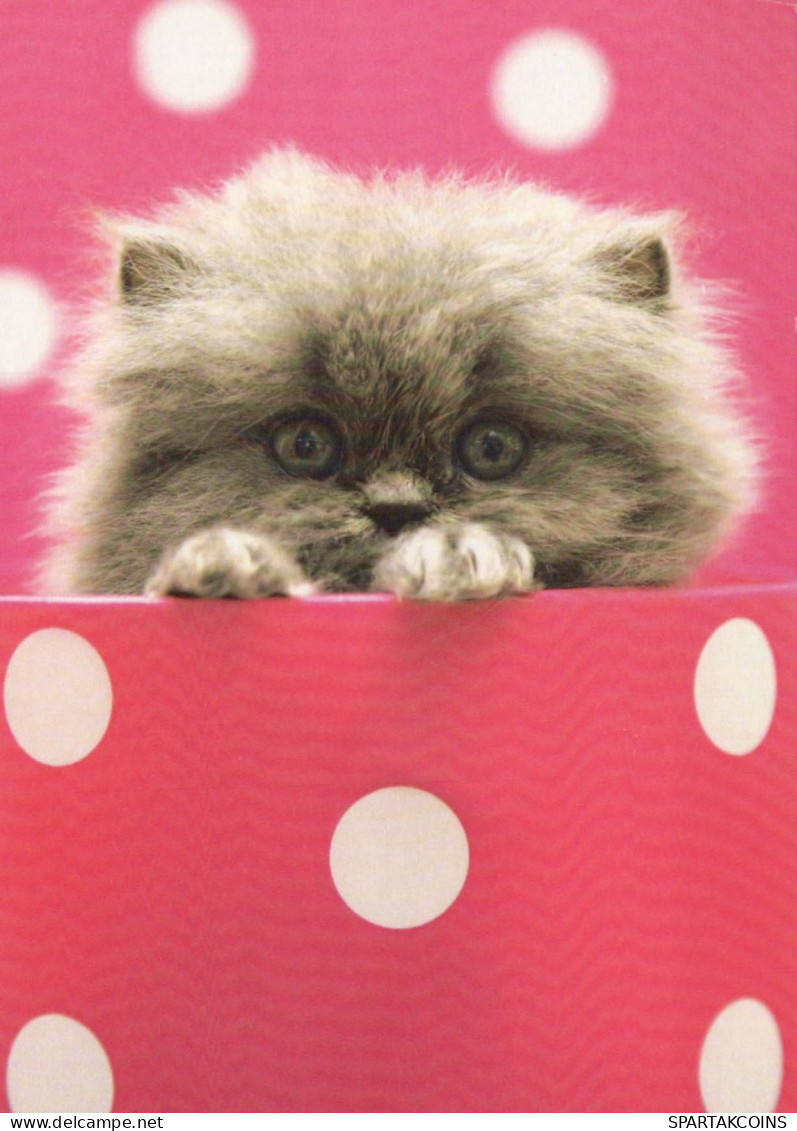 CAT KITTY Animals Vintage Postcard CPSM #PBQ923.A - Katten