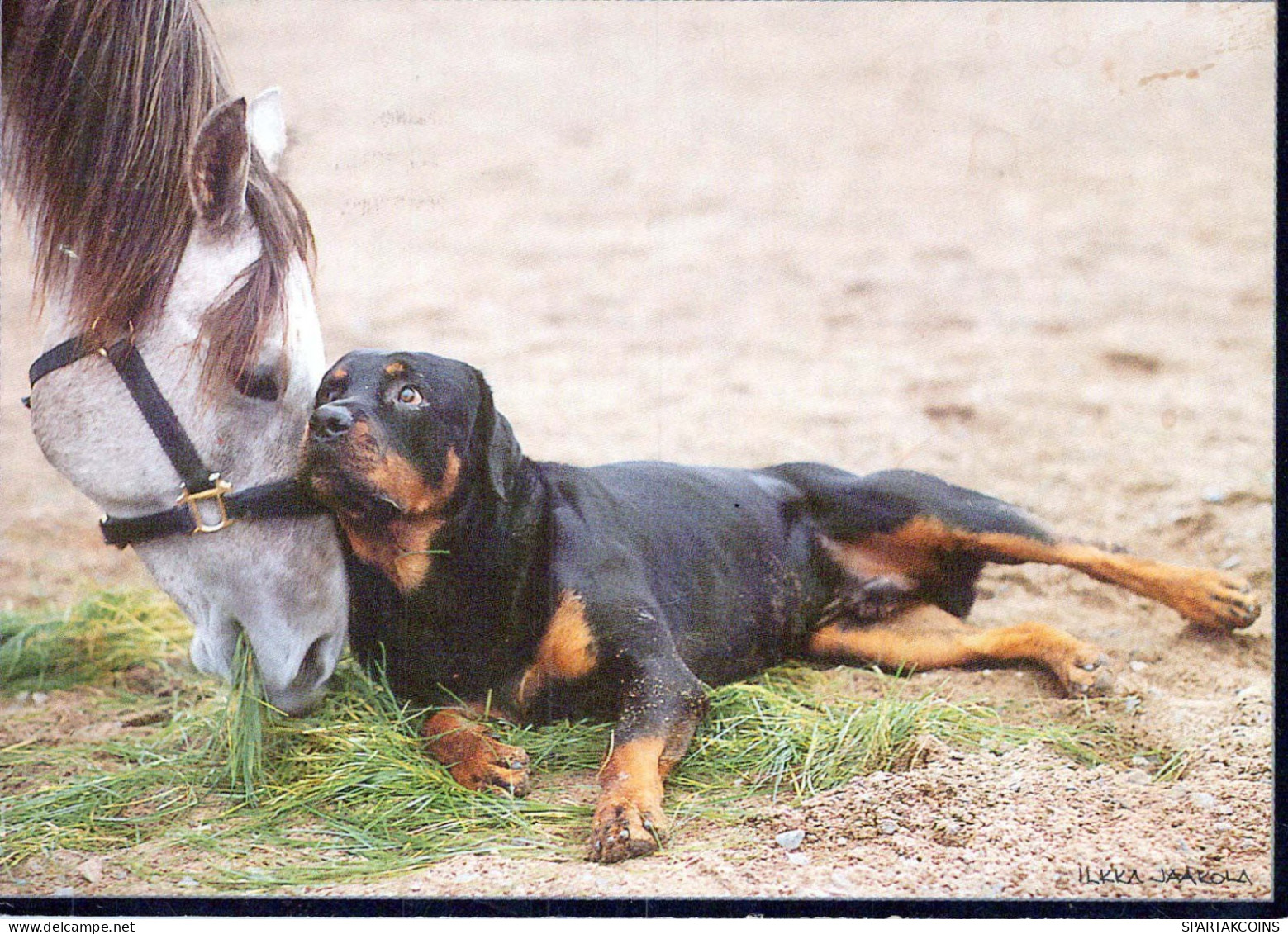 DOG Animals Vintage Postcard CPSM #PBQ498.A - Hunde