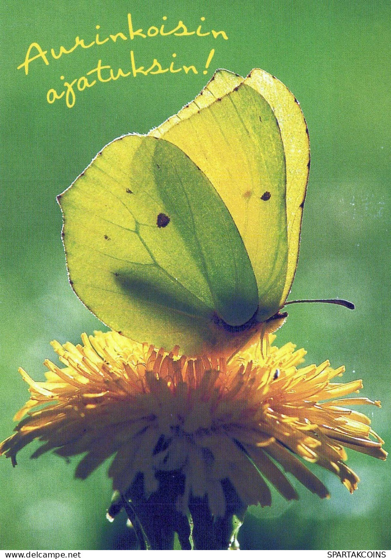 BUTTERFLIES Animals Vintage Postcard CPSM #PBS440.A - Schmetterlinge