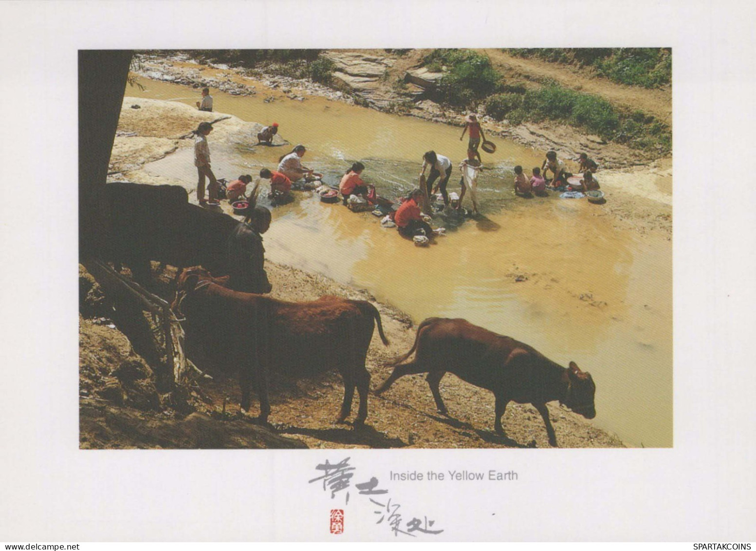 KUH Tier Vintage Ansichtskarte Postkarte CPSM #PBR788.A - Mucche