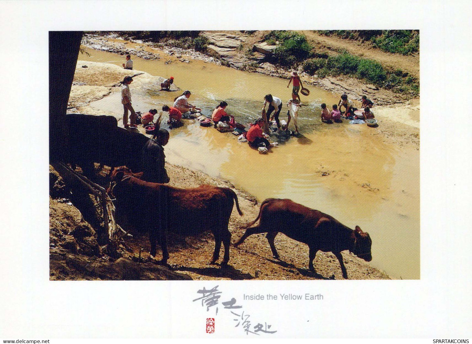 KUH Tier Vintage Ansichtskarte Postkarte CPSM #PBR788.A - Mucche