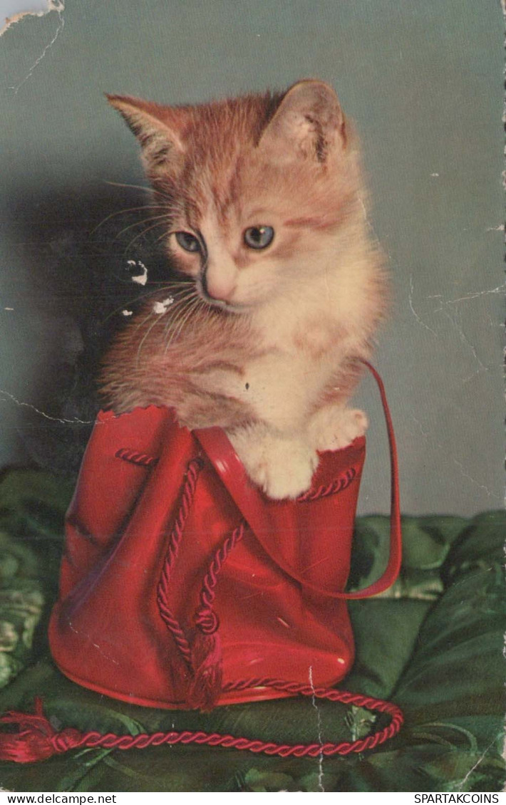 GATTO KITTY Animale Vintage Cartolina CPA #PKE743.A - Katten