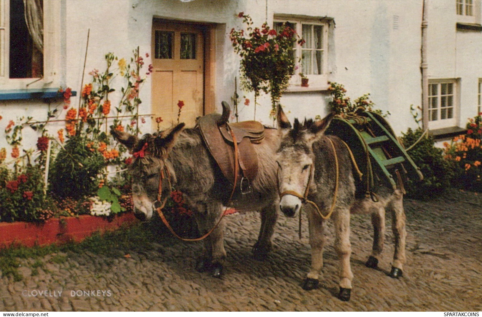 ESEL Tiere Vintage Antik Alt CPA Ansichtskarte Postkarte #PAA035.DE - Esel