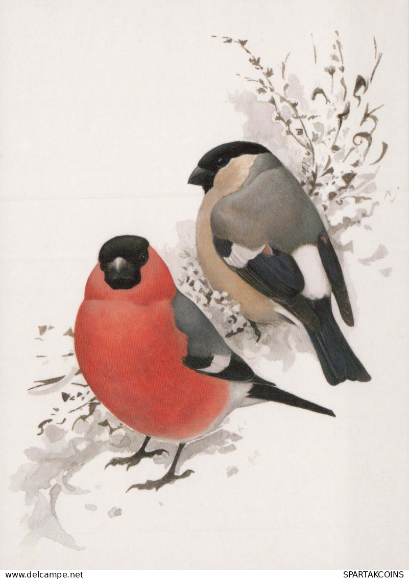 VOGEL Tier Vintage Ansichtskarte Postkarte CPSM #PBR726.DE - Birds