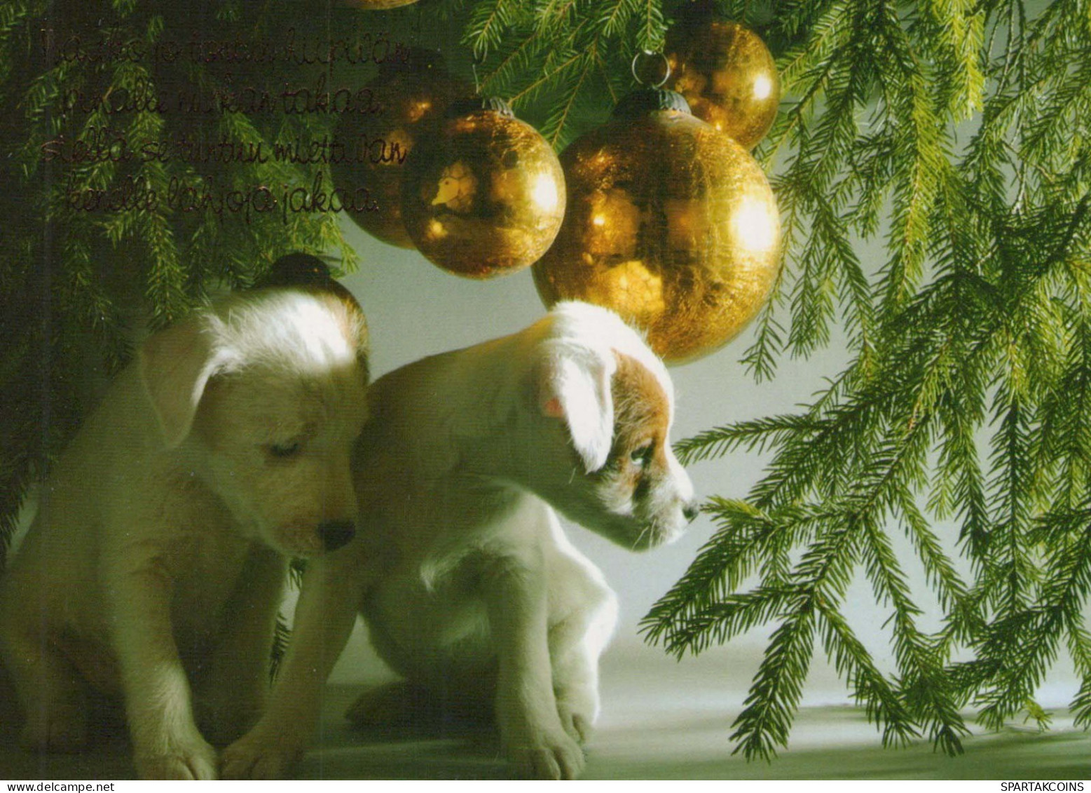 HUND Tier Vintage Ansichtskarte Postkarte CPSM #PBQ625.DE - Chiens