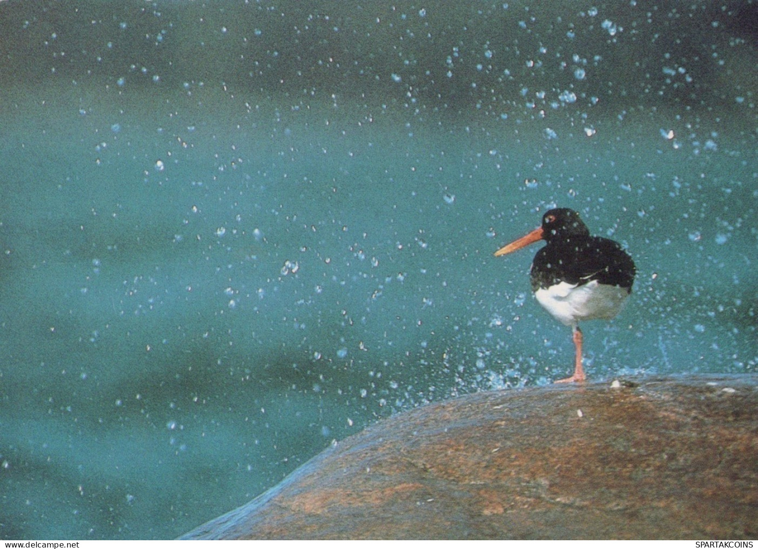 VOGEL Tier Vintage Ansichtskarte Postkarte CPSM #PAN278.DE - Vögel