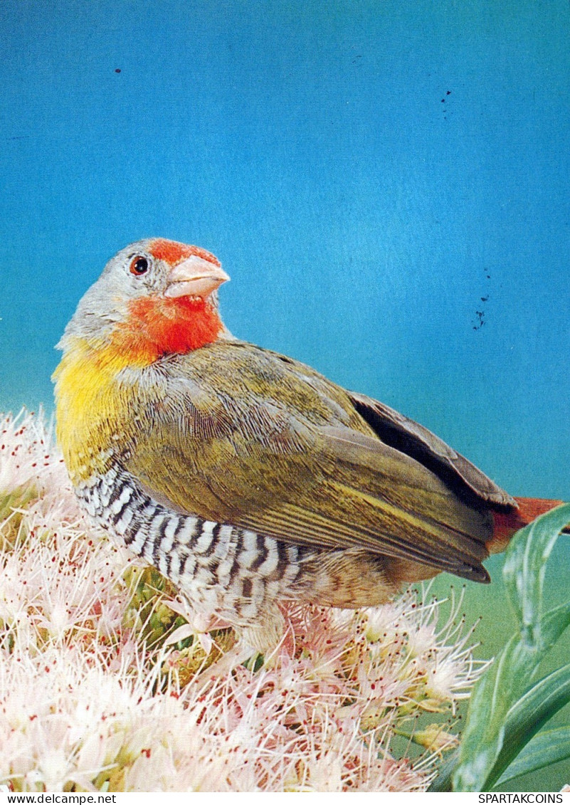 VOGEL Tier Vintage Ansichtskarte Postkarte CPSM #PAM724.DE - Oiseaux