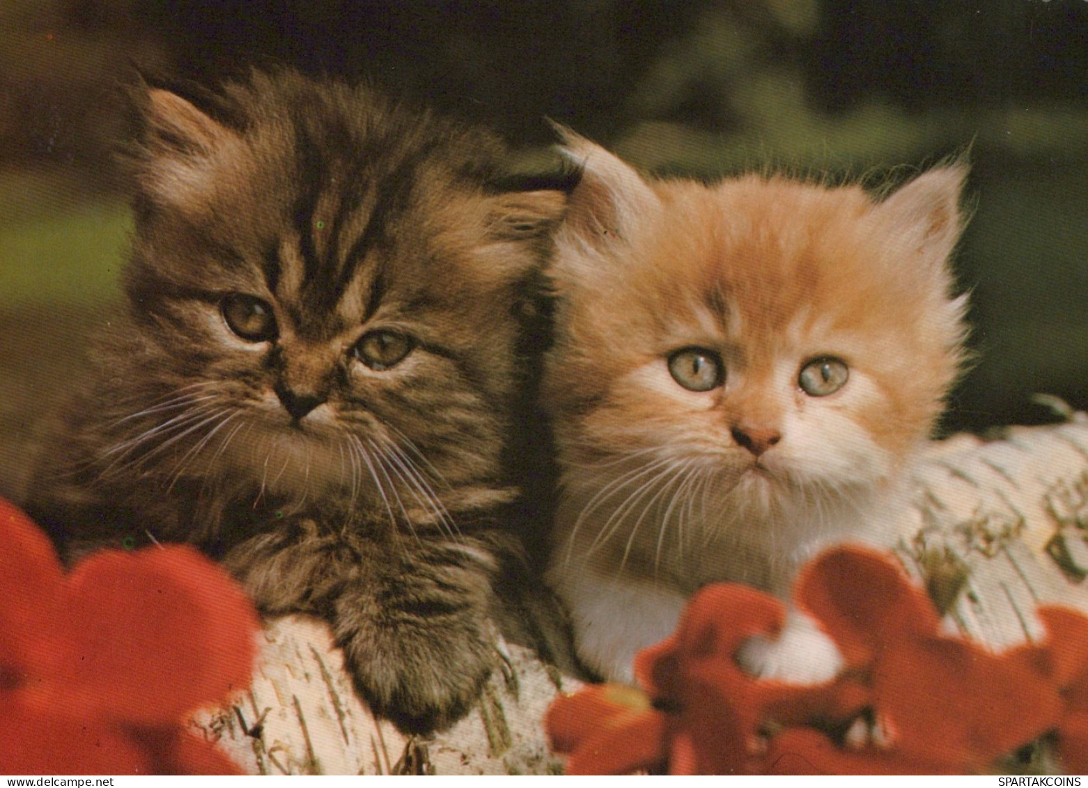KATZE MIEZEKATZE Tier Vintage Ansichtskarte Postkarte CPSM #PAM469.DE - Katten