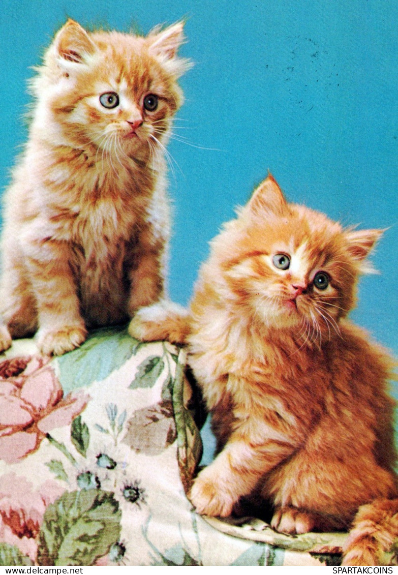 KATZE MIEZEKATZE Tier Vintage Ansichtskarte Postkarte CPSM #PAM529.DE - Gatos