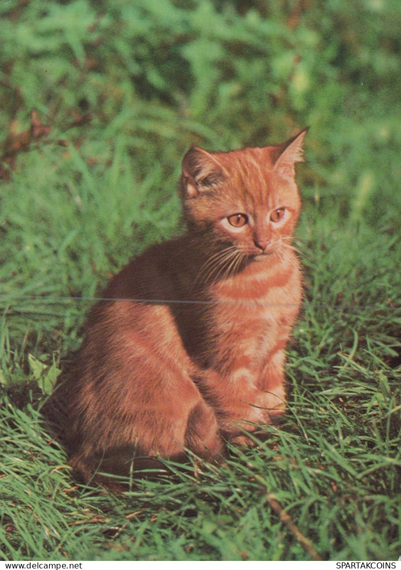 KATZE MIEZEKATZE Tier Vintage Ansichtskarte Postkarte CPSM #PAM094.DE - Katzen