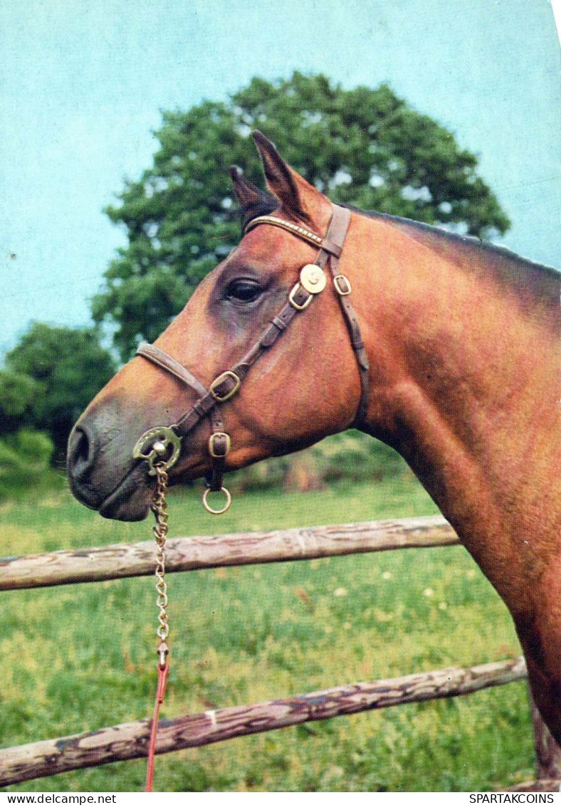 CABALLO Animales Vintage Tarjeta Postal CPSM #PBR930.ES - Horses