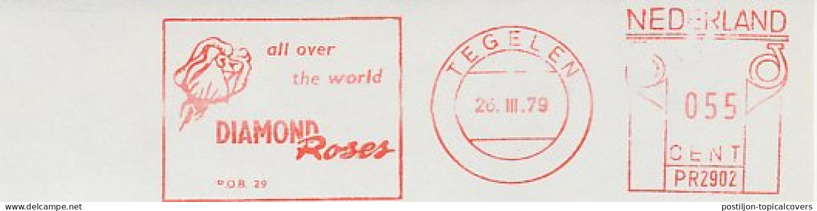 Meter Cut Netherlands 1979 Flower - Diamond Roses - Autres & Non Classés