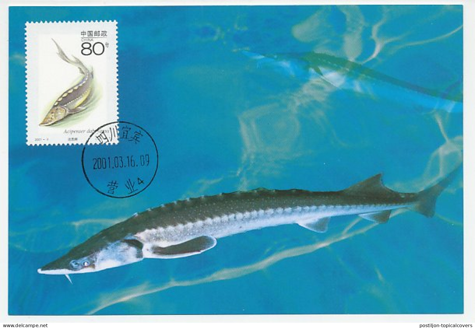 Maximum Card China 2001 Fish - Sturgeon - Pesci