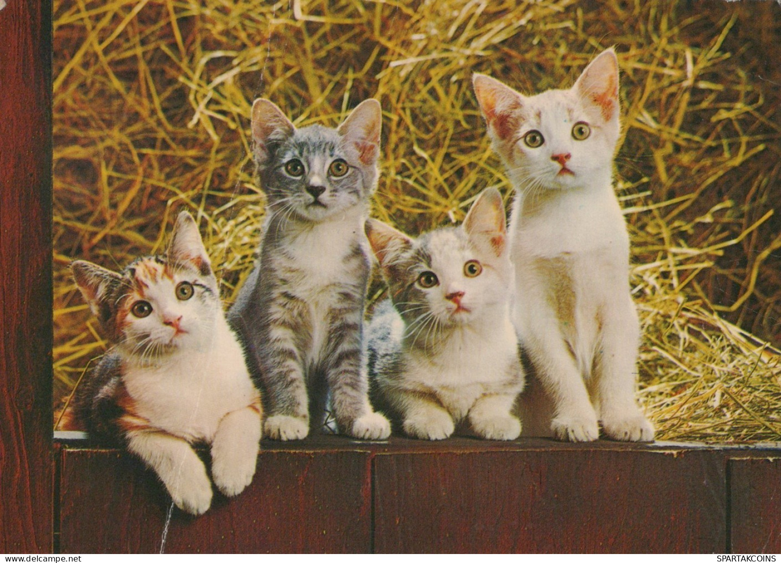 GATO GATITO Animales Vintage Tarjeta Postal CPSM #PAM590.ES - Katten