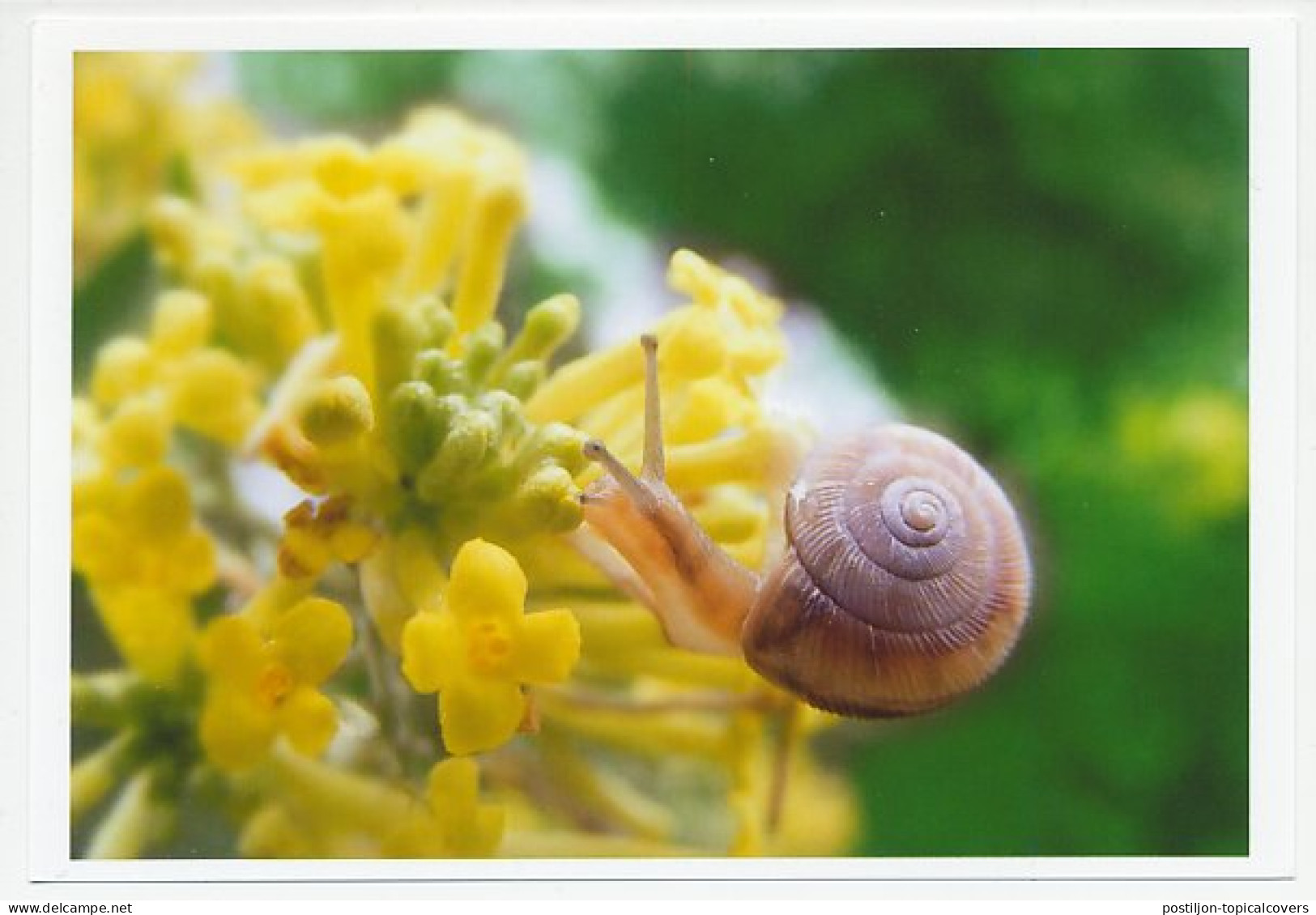 Postal Stationery China 2006 Snail - Andere & Zonder Classificatie