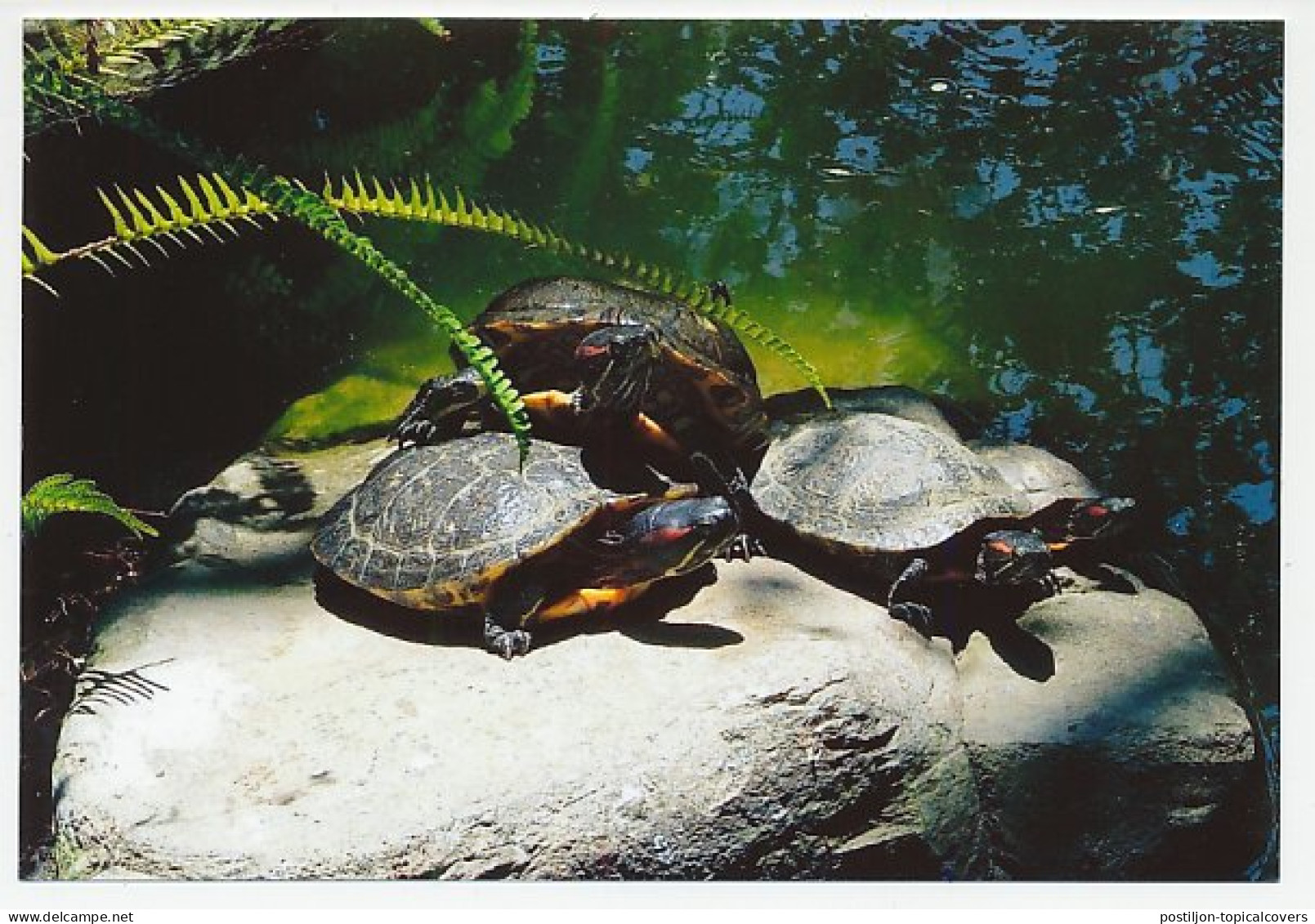 Postal Stationery China 2006 Turtle - Tortoise - Andere & Zonder Classificatie