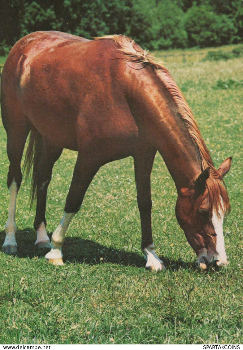 CHEVAL Animaux Vintage Carte Postale CPSM #PBR848.FR - Horses