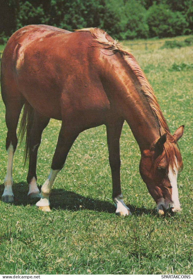 CHEVAL Animaux Vintage Carte Postale CPSM #PBR848.FR - Cavalli