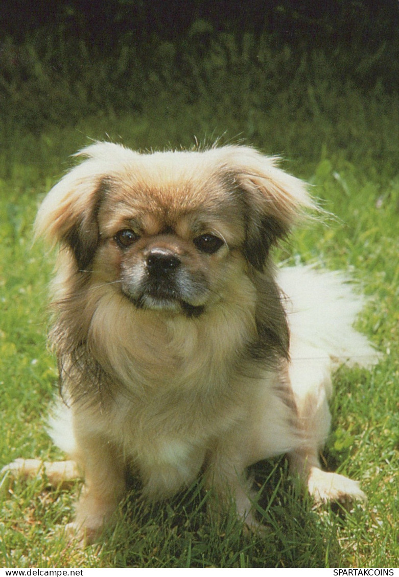 CHIEN Animaux Vintage Carte Postale CPSM #PAN858.FR - Chiens