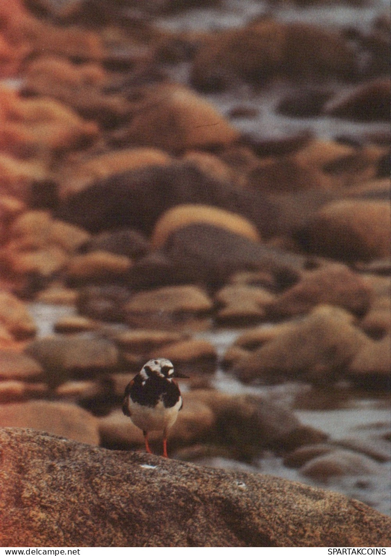 OISEAU Animaux Vintage Carte Postale CPSM #PAN277.FR - Birds