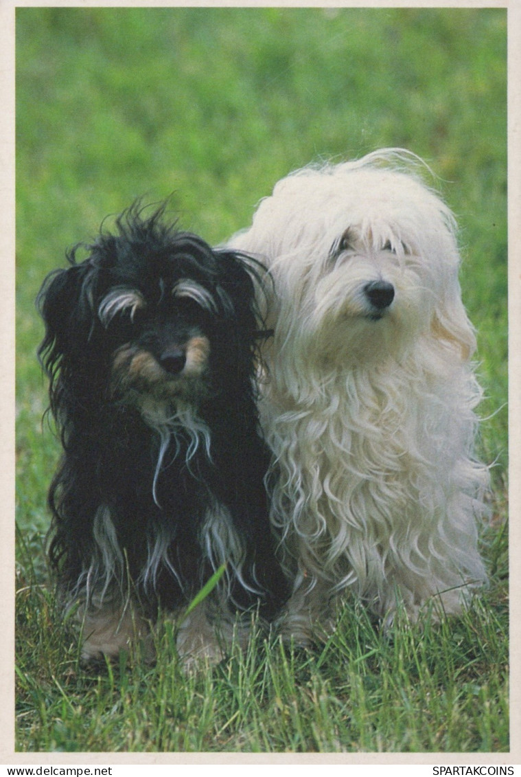 CHIEN Animaux Vintage Carte Postale CPSM #PAN529.FR - Dogs