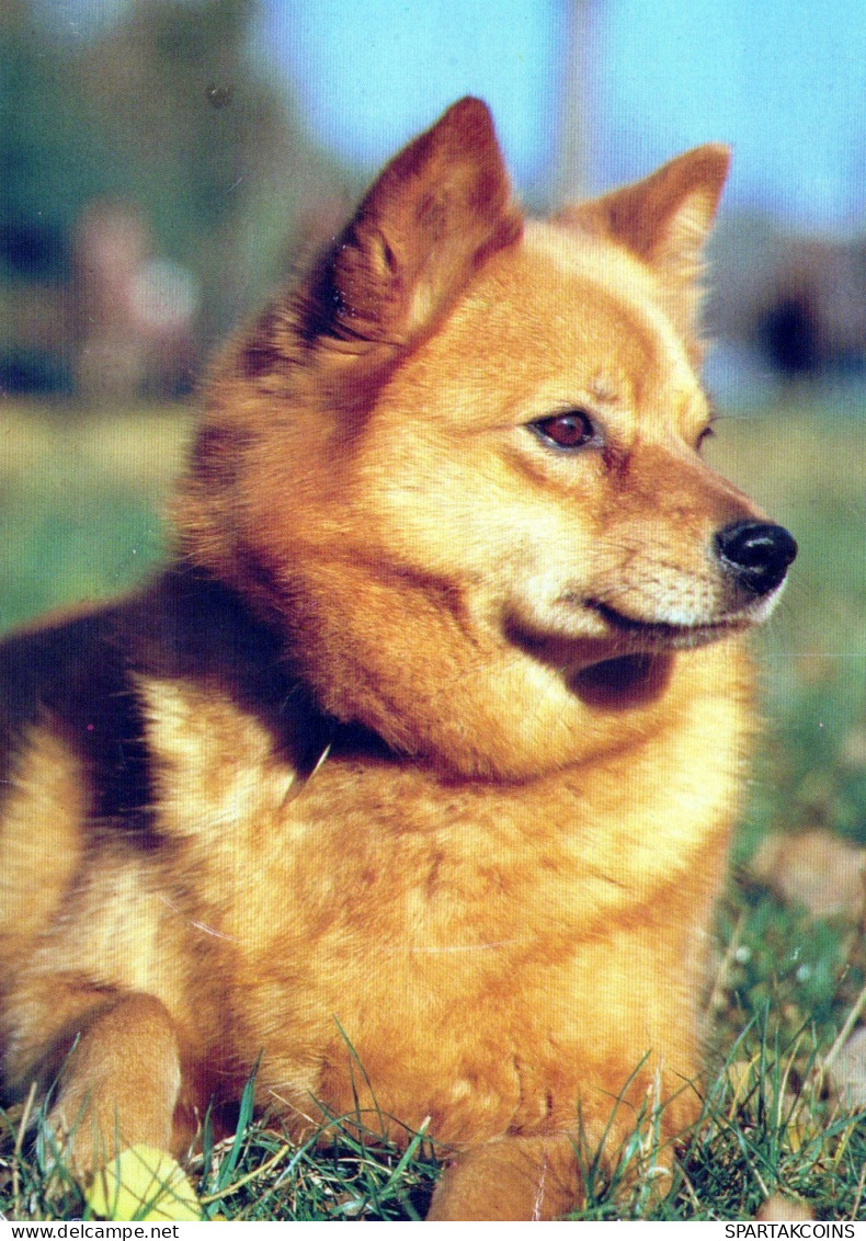 CHIEN Animaux Vintage Carte Postale CPSM #PAN467.FR - Chiens