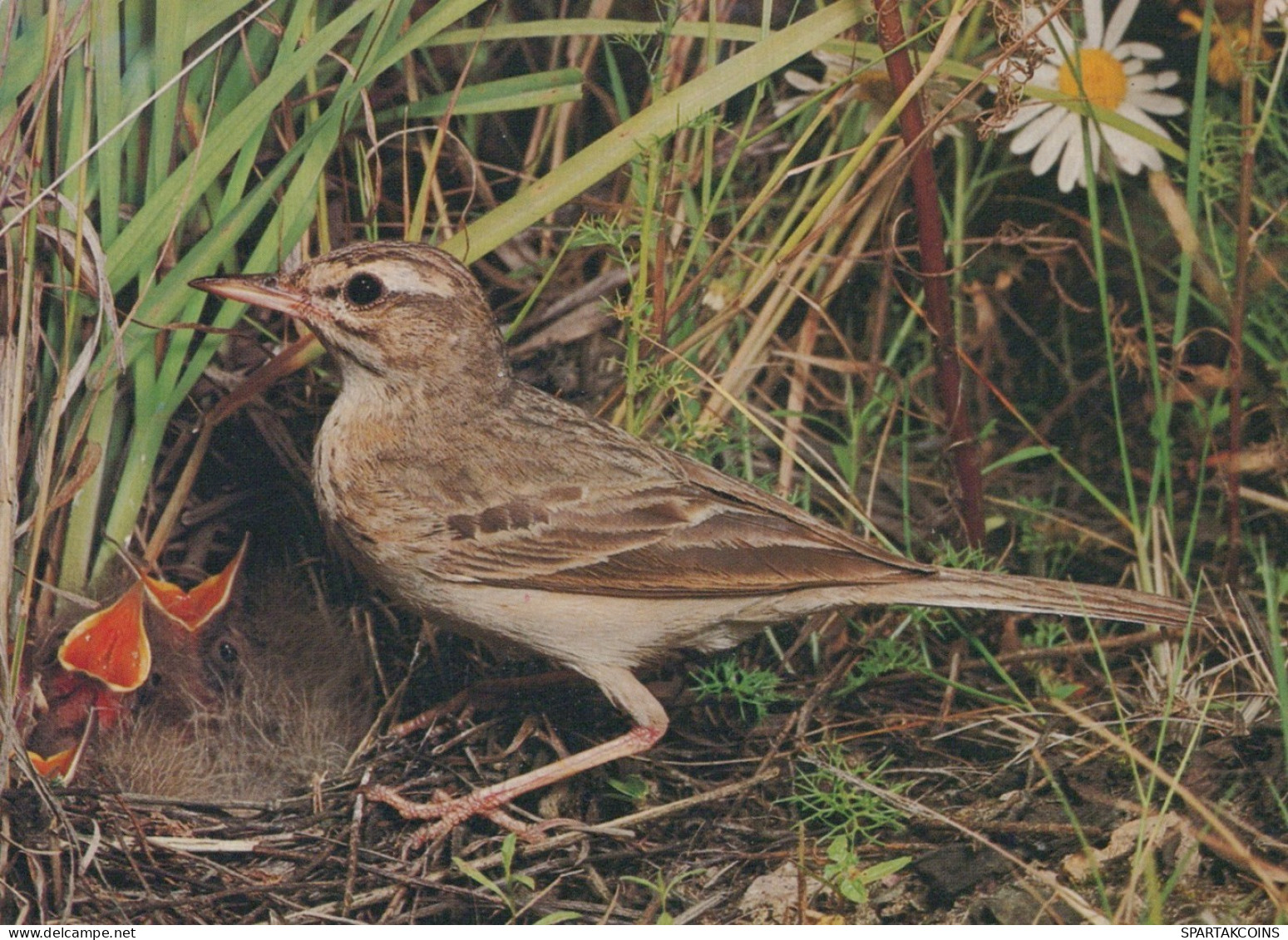 OISEAU Animaux Vintage Carte Postale CPSM #PAM723.FR - Birds