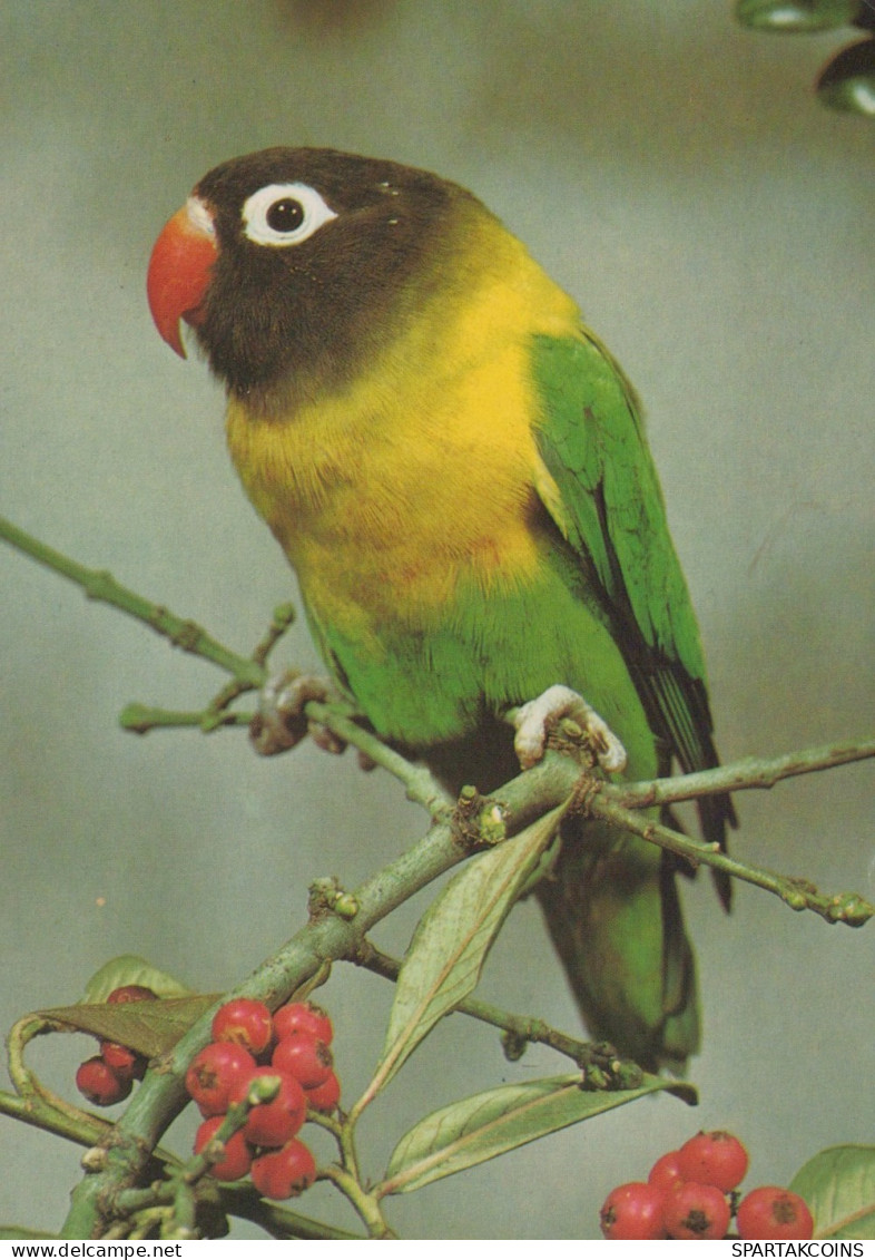 OISEAU Animaux Vintage Carte Postale CPSM #PAN339.FR - Birds