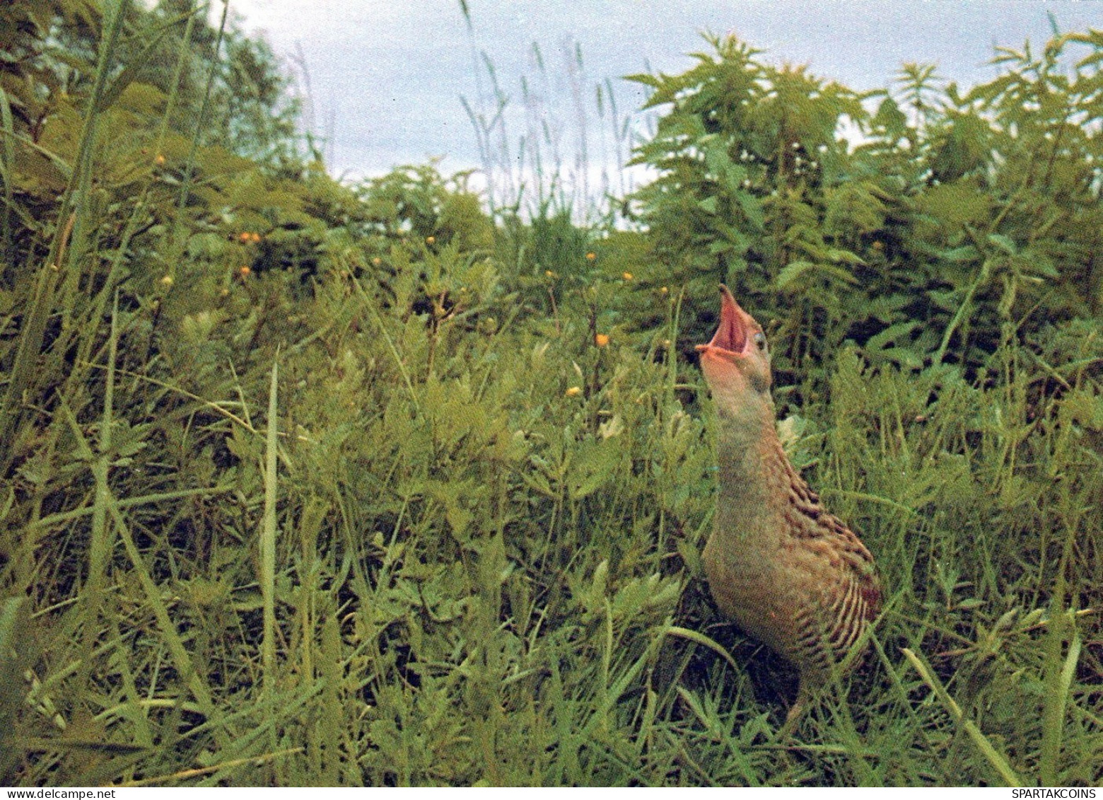 OISEAU Animaux Vintage Carte Postale CPSM #PAN217.FR - Birds