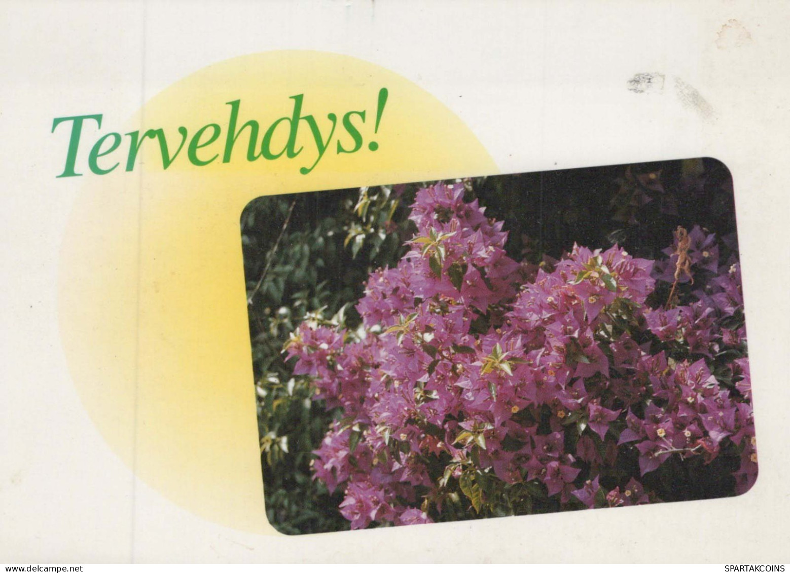 FLOWERS Vintage Postcard CPSM #PBZ240.GB - Blumen