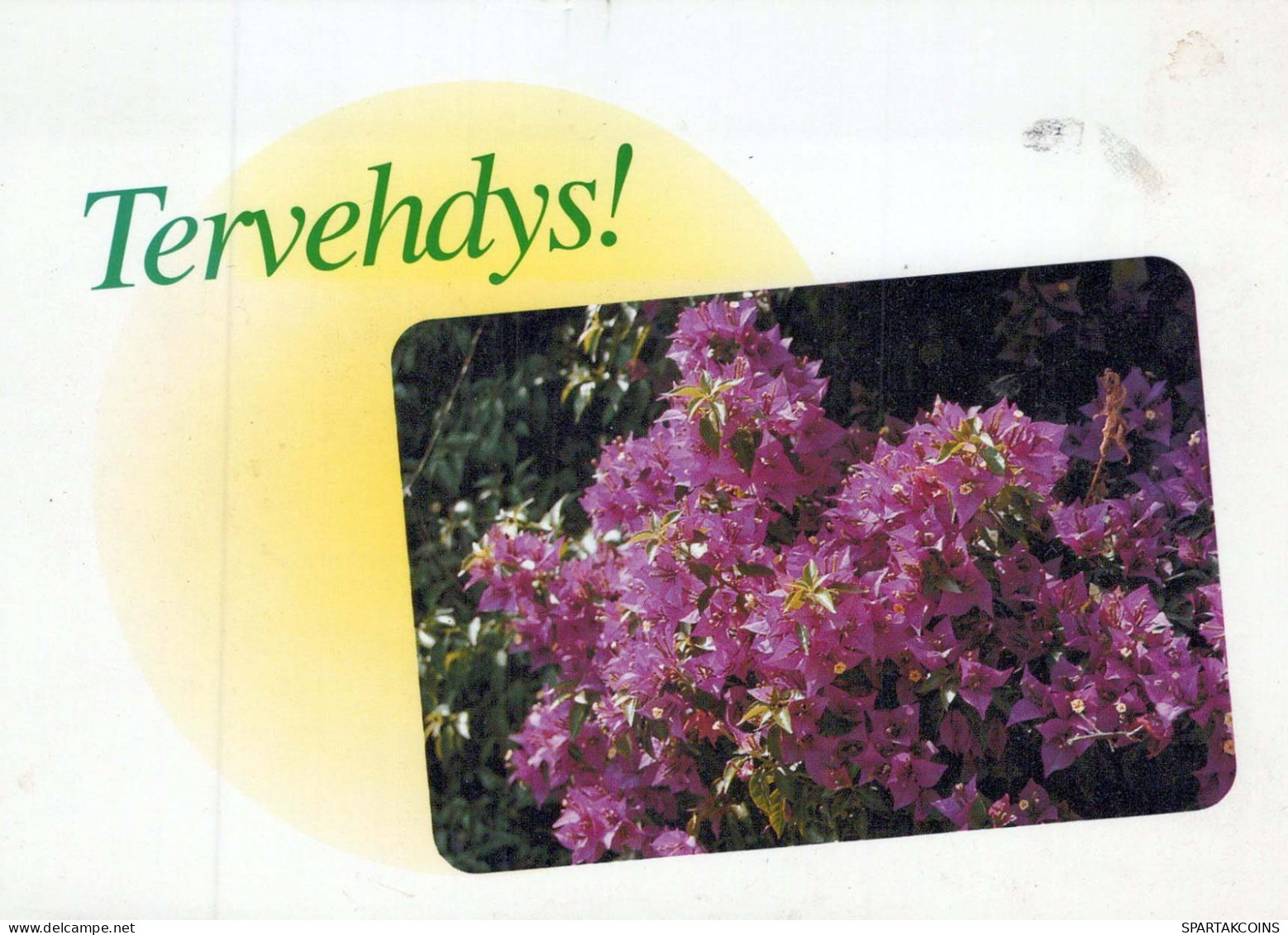 FLOWERS Vintage Postcard CPSM #PBZ240.GB - Blumen