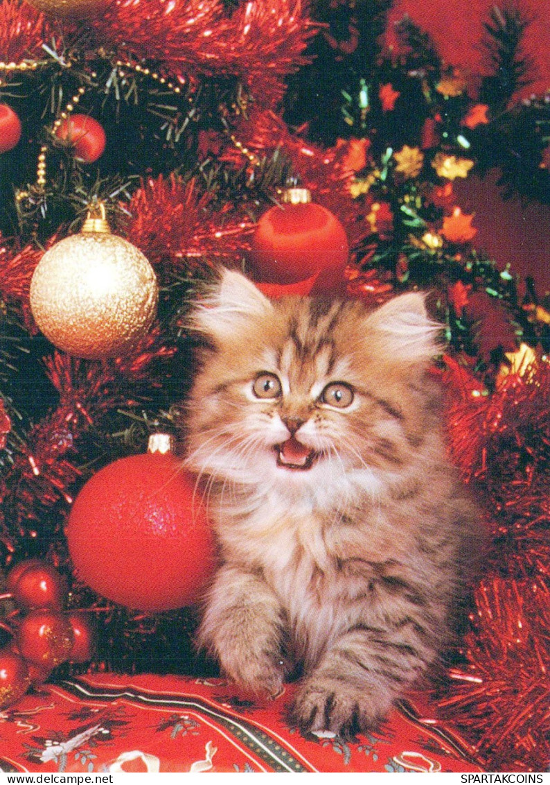 CAT KITTY Animals Vintage Postcard CPSM #PBQ877.GB - Katten
