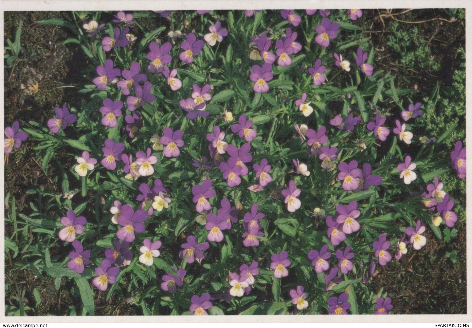 FLOWERS Vintage Postcard CPSM #PAS433.GB - Blumen