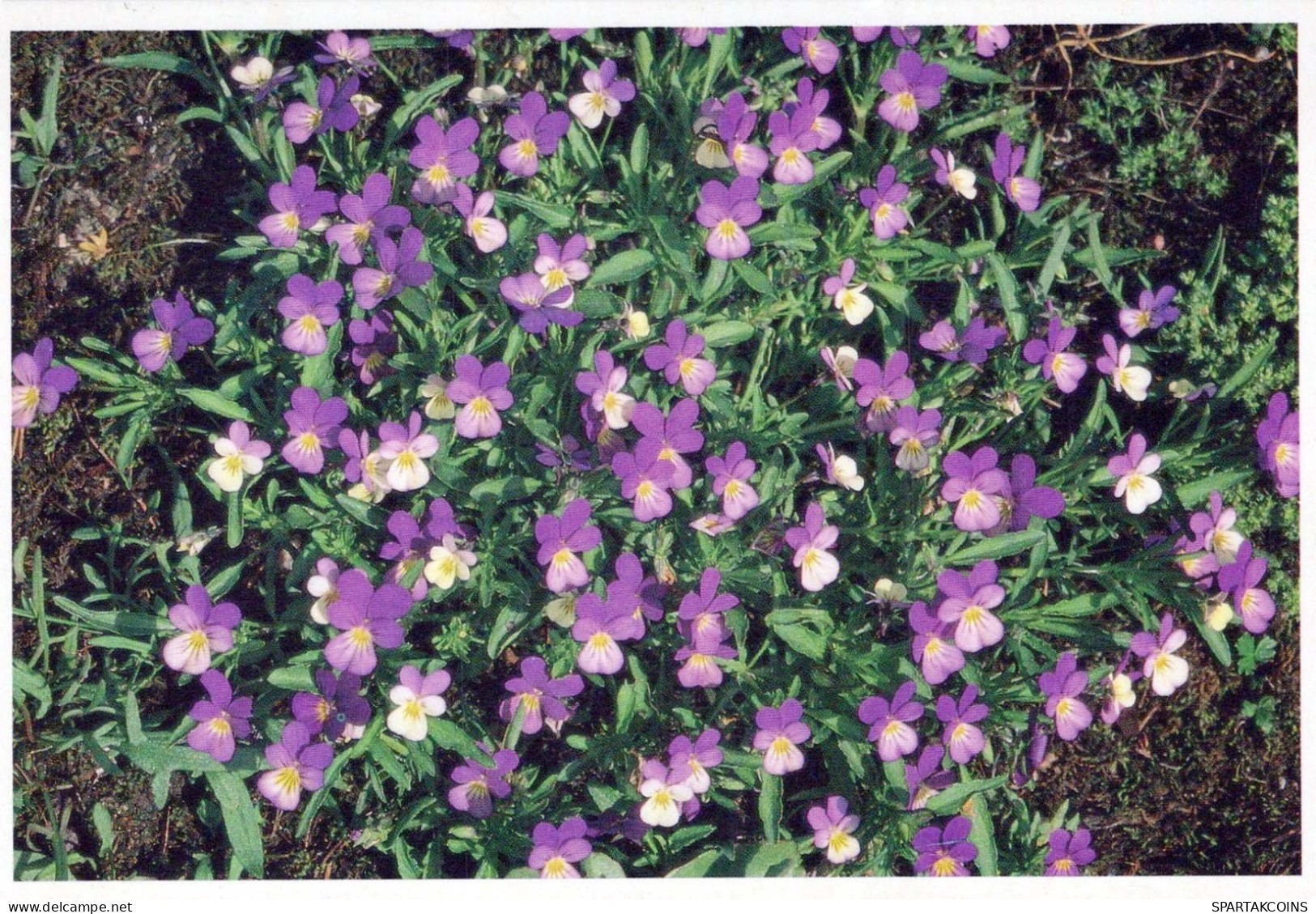 FLOWERS Vintage Postcard CPSM #PAS433.GB - Blumen