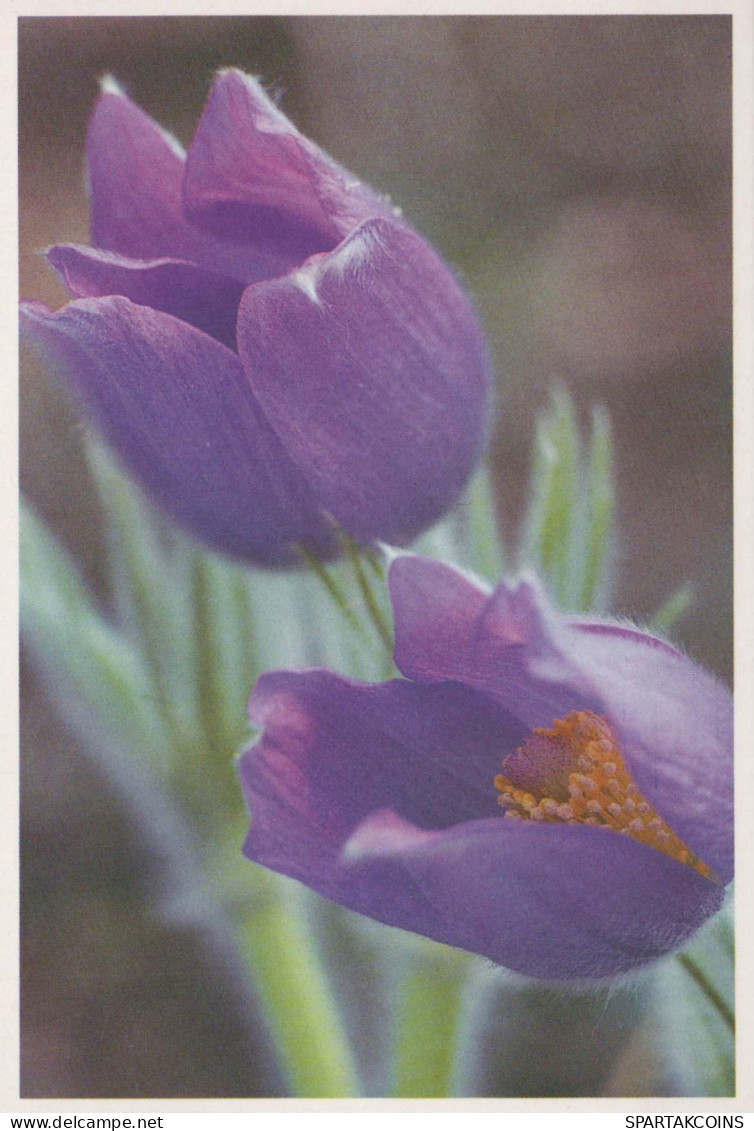 FLOWERS Vintage Postcard CPSM #PAR412.GB - Fiori