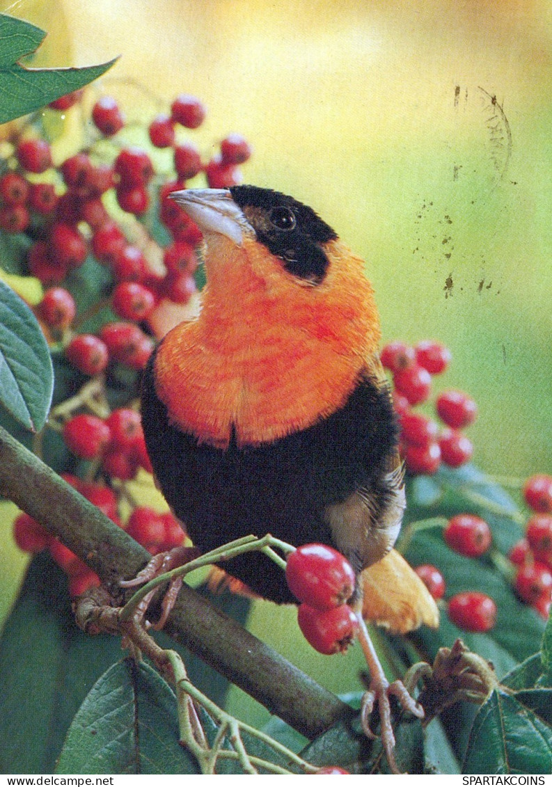 BIRD Animals Vintage Postcard CPSM #PAN337.GB - Birds
