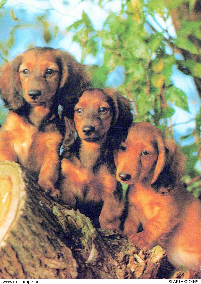 DOG Animals Vintage Postcard CPSM #PAN727.GB - Chiens