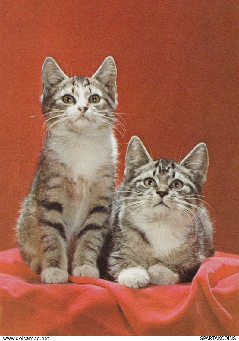 CAT KITTY Animals Vintage Postcard CPSM #PAM589.GB - Katten