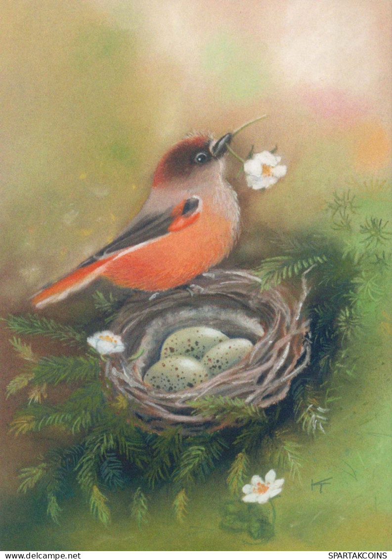 UCCELLO Animale Vintage Cartolina CPSM #PBR473.IT - Birds