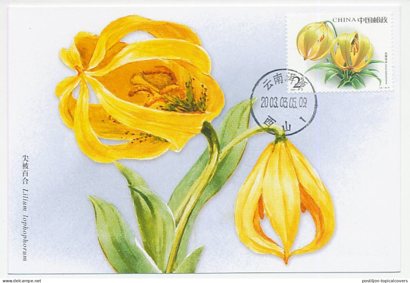 Maximum Card China 2003l Lily - Lilium Lophophorum - Autres & Non Classés