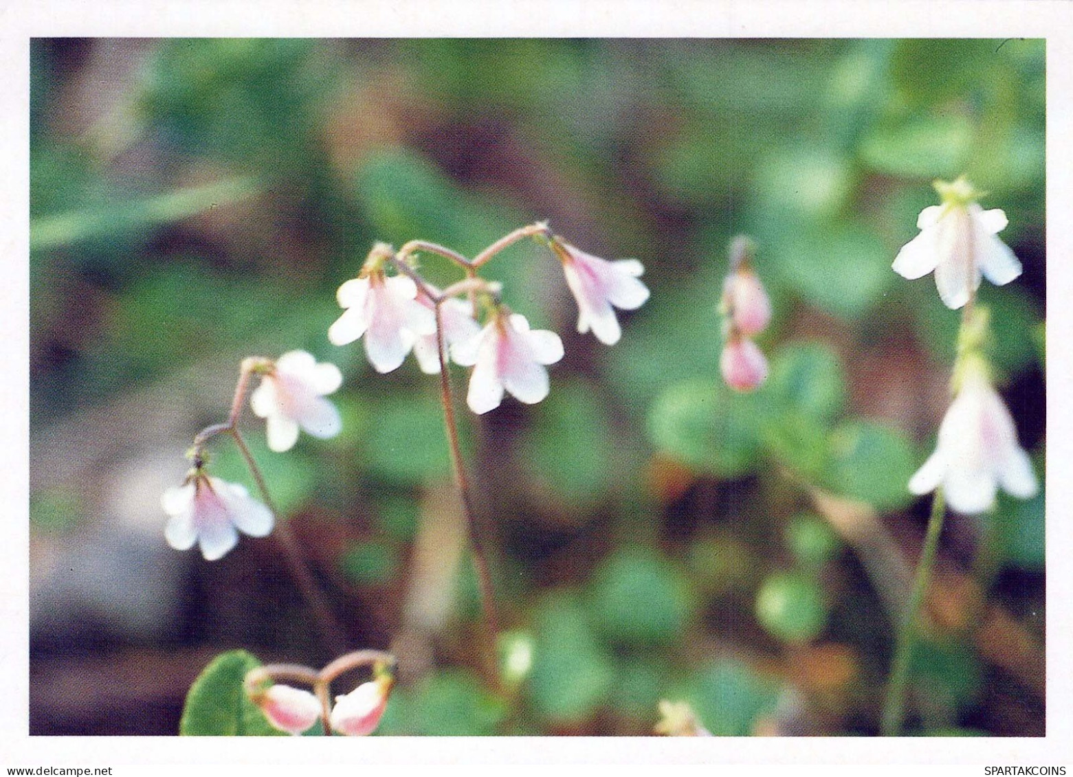 FIORI Vintage Cartolina CPSM #PAS497.IT - Flowers