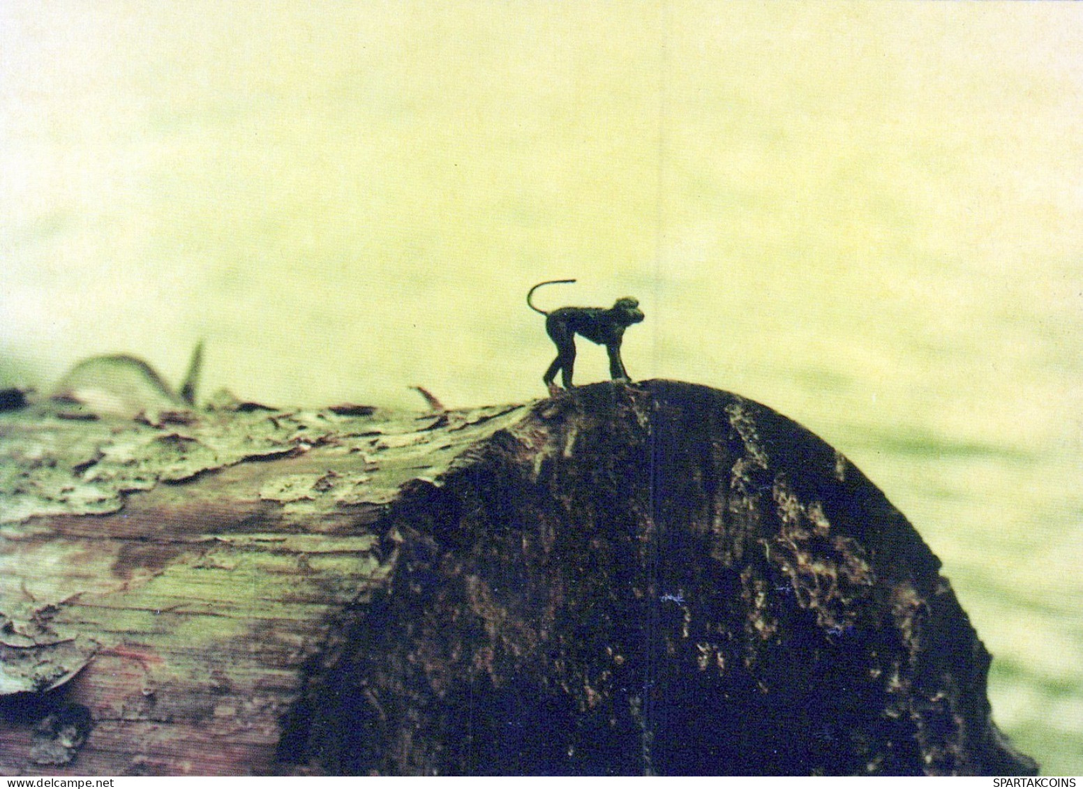 SCIMMIA Animale Vintage Cartolina CPSM #PAN993.IT - Scimmie