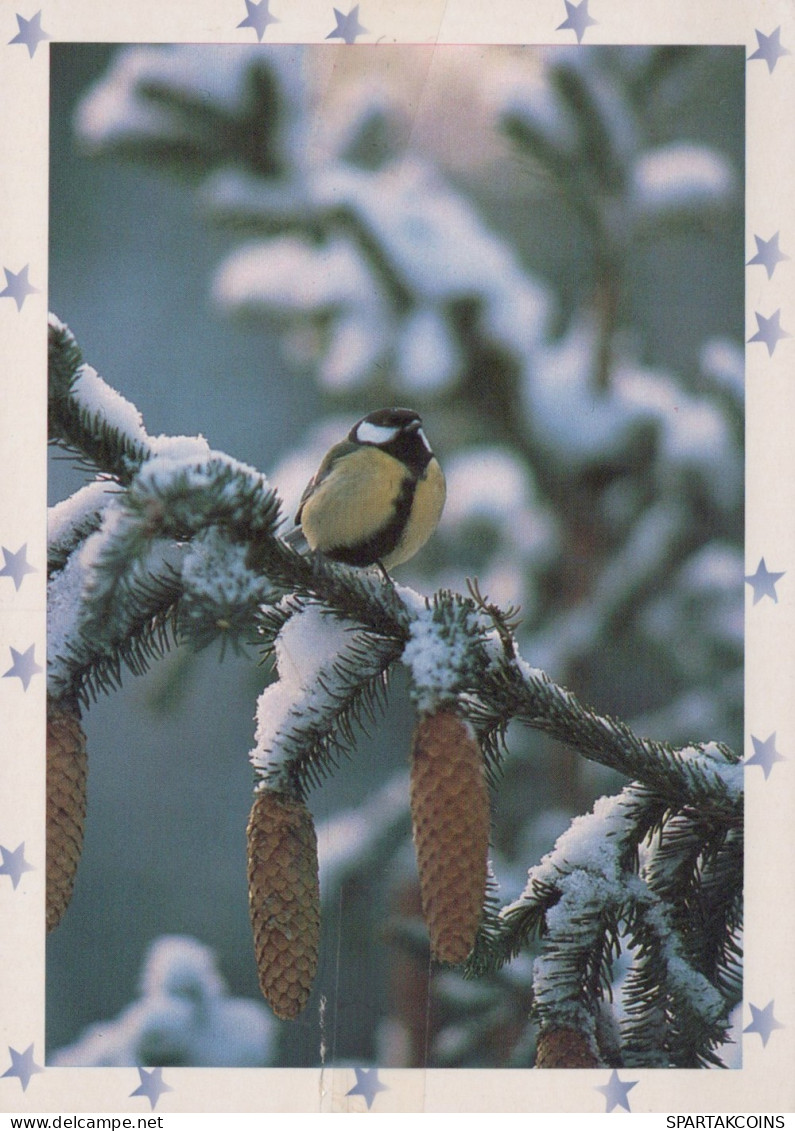 UCCELLO Animale Vintage Cartolina CPSM #PAM725.IT - Birds