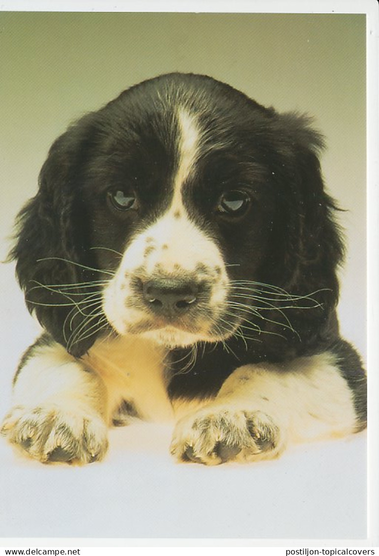 Postal Stationery Sweden Dog - Puppy - Andere & Zonder Classificatie